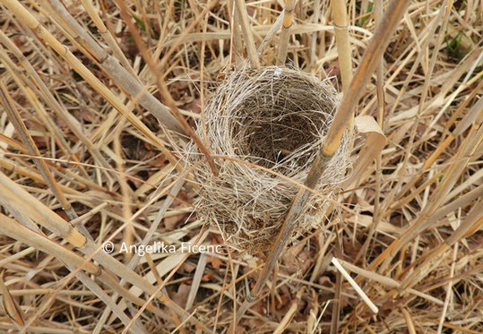 Teichrohrsänger, Nest © Mag. Angelika Ficenc