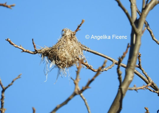 Unbestimmtes Nest © Mag. Angelika Ficenc
