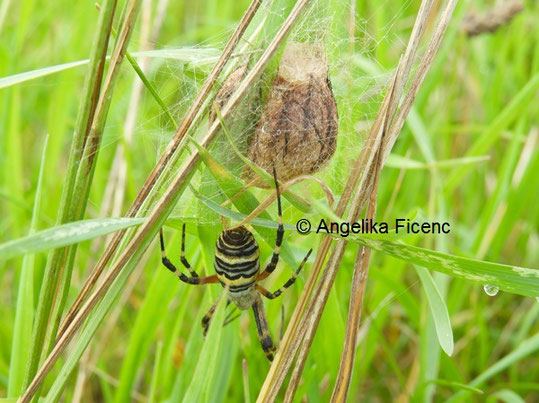 Zebraspinne © Mag. Angelika Ficenc