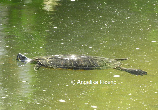  Gelbwangen-Schmuckschildkröte © Mag. Angelika Ficenc