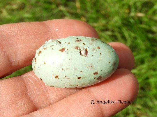 unbestimmtes Ei  © Mag. Angelika Ficenc