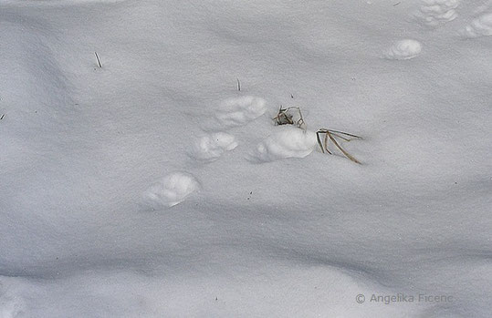 Feldhase (Lepus europaeus), Trittsiegel, © Mag. Angelika Ficenc