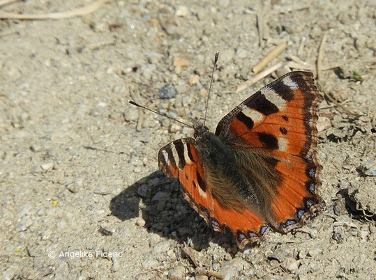 Kleiner Fuchs (Aglais urticae   © Mag. Angelika Ficenc