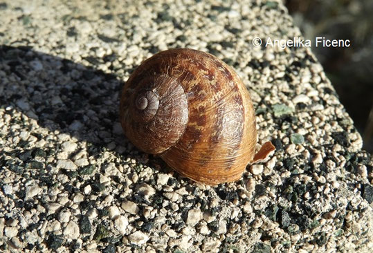 Gefelckte Weinbergschnecke © Mag. Angelika Ficenc