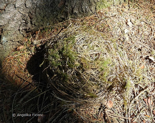 Singdrossel, Turdus philomelos, Nest, Tierbauten, tierspuren.at  © Mag. Angelika Ficenc