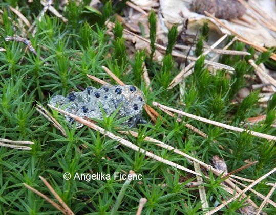 unbefruchteter Laich  © Mag. Angelika Ficenc