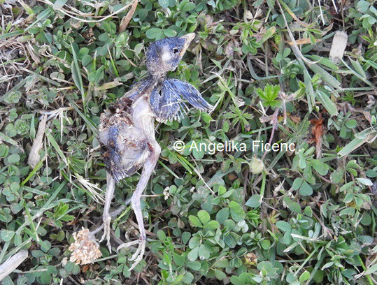 Unbestimmter Nestling © Mag. Angelika Ficenc