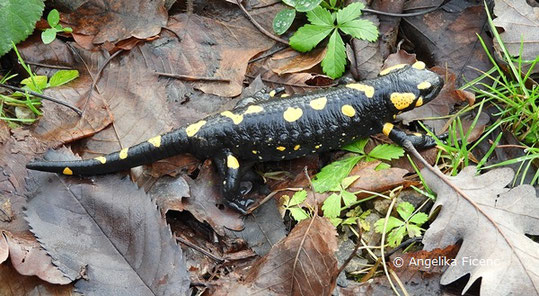 Feuersalmander (Salamandra s. salamandra), Reptil, Lurch, Tierportraits, tierspuren.at    © Mag. Angelika Ficenc