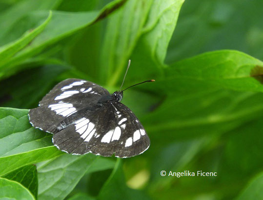 Schwarzer Trauerfalter    © Mag. Angelika Ficenc