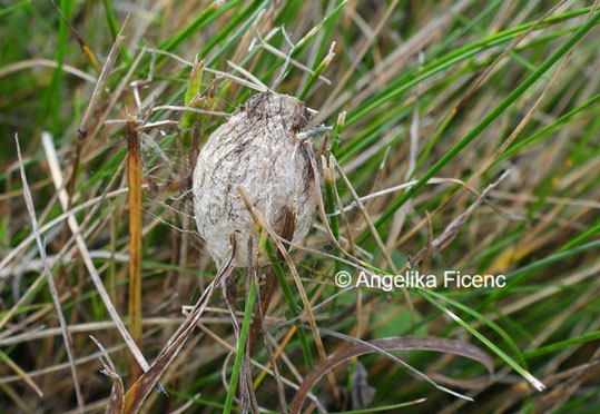 Kokon Zebraspinne  © Mag. Angelika Ficenc