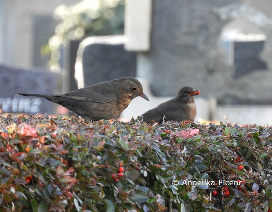 Amsel © Mag. Angelika Ficenc