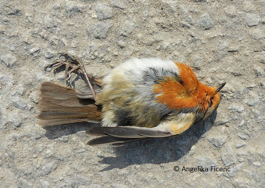 Rotkehlchen (Erithacus rubecula),   © Mag. Angelika Ficenc