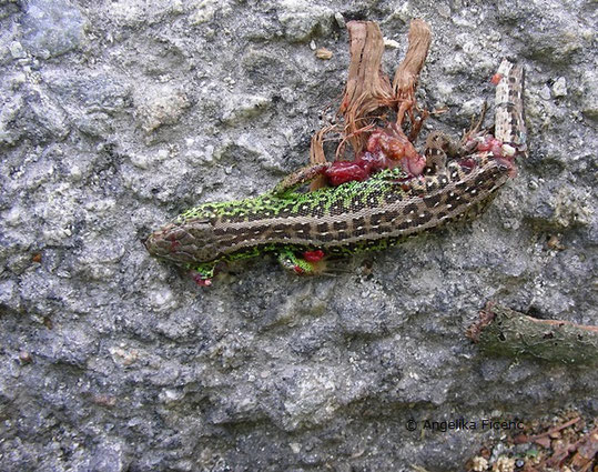 Zauneidechse (Lacerta agilis),  © Mag. Angelika Ficenc