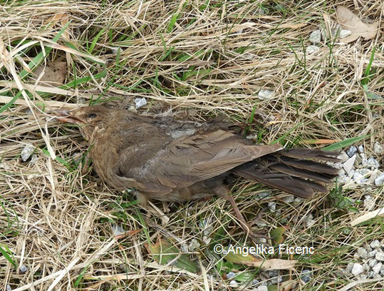 Tote Amsel, Körperoberseite © Mag. Angelika Ficenc