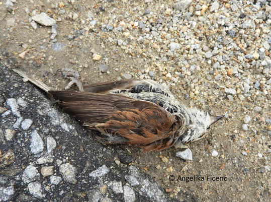 Neuntöter (Lanius collurio)   © Mag. Angelika Ficenc