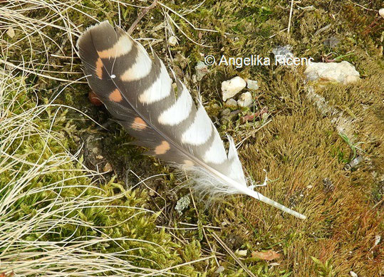 Feder eines Turmfalken  © Mag. Angelika Ficenc