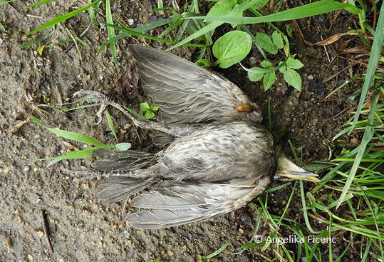 Star (Sturnus vulgaris), Jungvogel,   © Mag. Angelika Ficenc