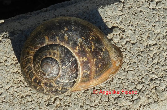 Gefleckte Weinbergschnecke © Mag. Angelika Ficenc