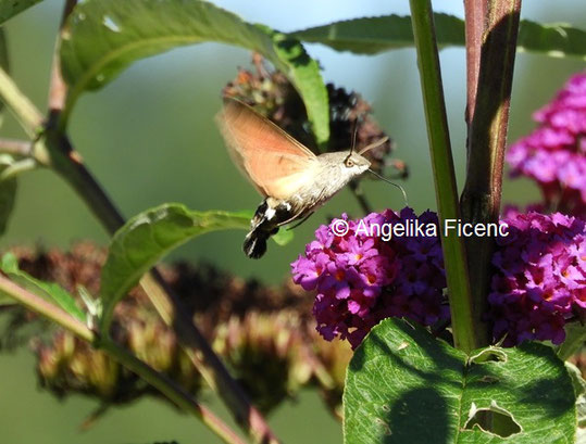 Taubenschwänzchen © Mag. Angelika Ficenc