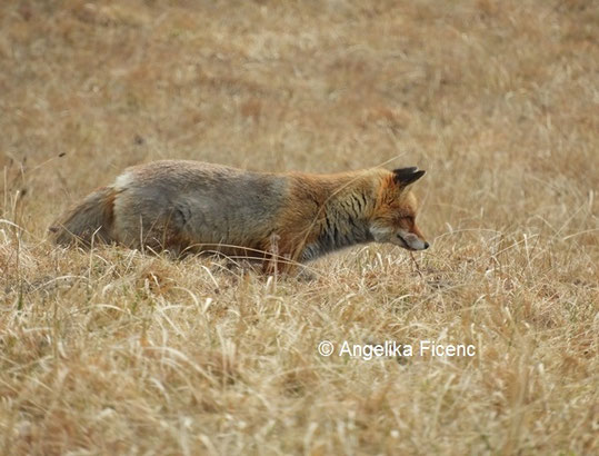 Rotfuchs © Mag. Angelika Ficenc