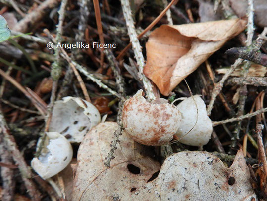 Rotkehlchen © Mag. Angelika Ficenc