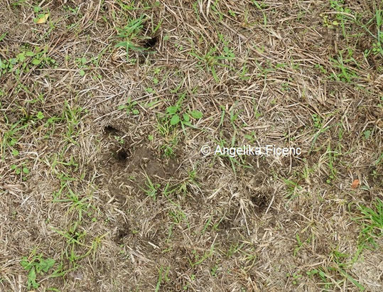 Saatkrähe © Mag. Angelika Ficenc