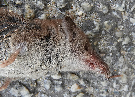 Zwergspitzmaus, Sorex minutus,   © Mag. Angelika Ficenc