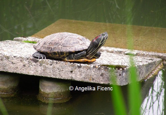 Rotwangen-Schmuckschildkröte © Mag. Angelika Ficenc