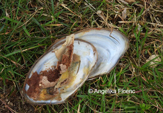 Teichmuschel © Mag. Angelika Ficenc