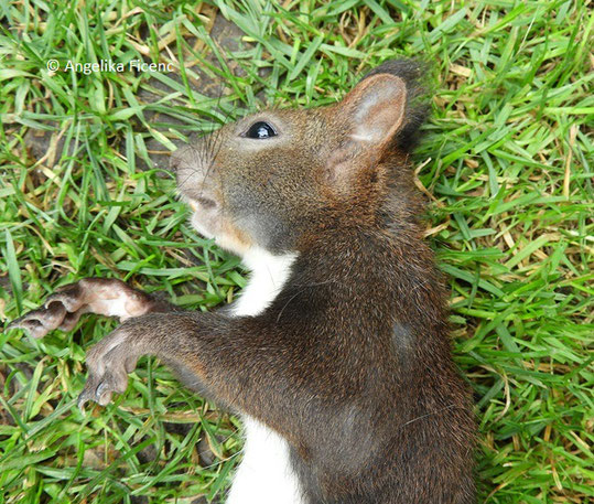 Europäisches Eichkätzchen (Sciurus vulgaris) © Mag. Angelika Ficenc