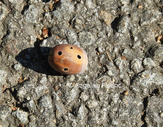 Eichelbohrer © Mag. Angelika Ficenc