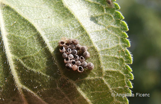 Graue Gartenwanze (Raphigaster nebulosa) © Mag. Angelika Ficenc