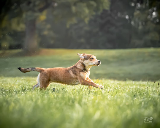 Hund rennt über eine Wiese beim Rückruf-Kurs von Rebeccas Hundetraining im Stadtpark in Hamburg