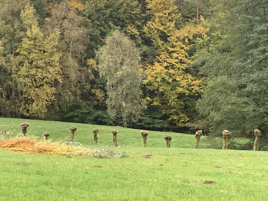 Zehn Baumstämme, oben verdickt, ragen aus einer Wiese, davor abgeschnittene Zweige.