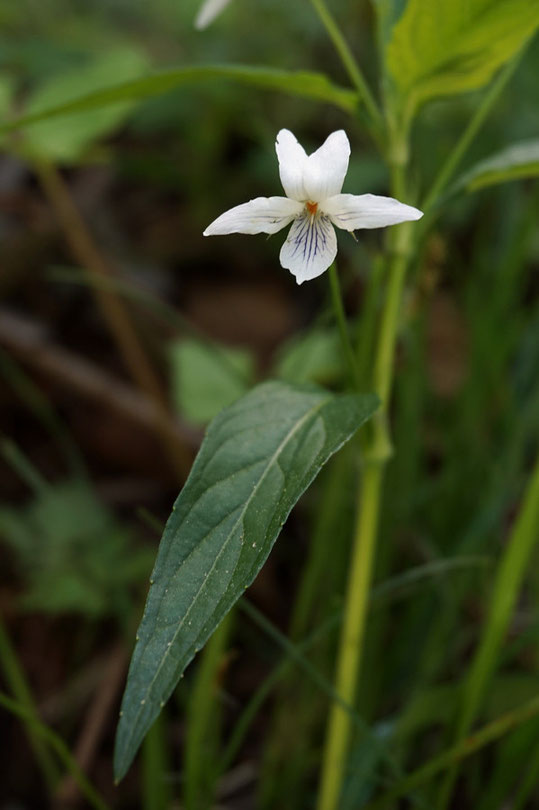 タデスミレ　どう見てもスミレと思えない披針形の葉と、それに似合うシャープな感じの花