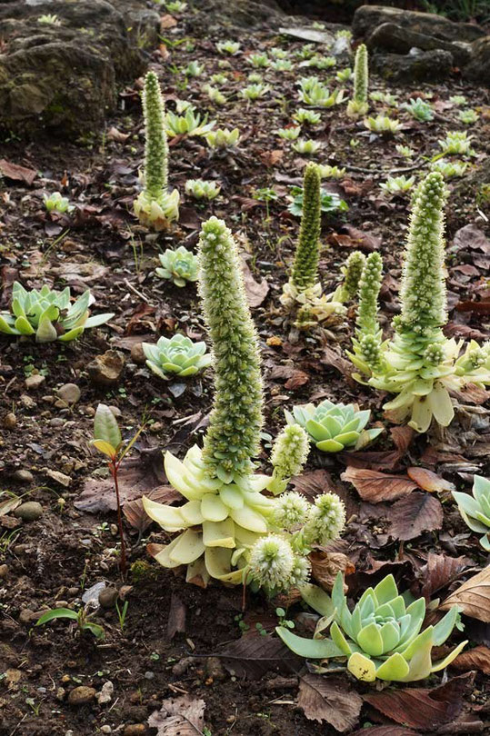 イワレンゲ (岩蓮華)　ベンケイソウ科 イワレンゲ属　近くから移植され？増えたもの