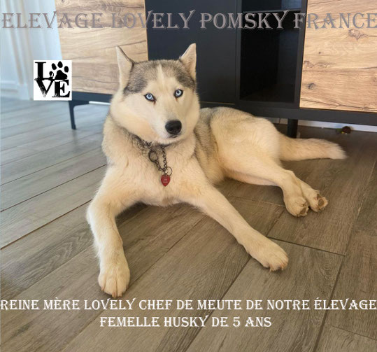 Lovely, notre première fifille, husky de 11 ans maintenant