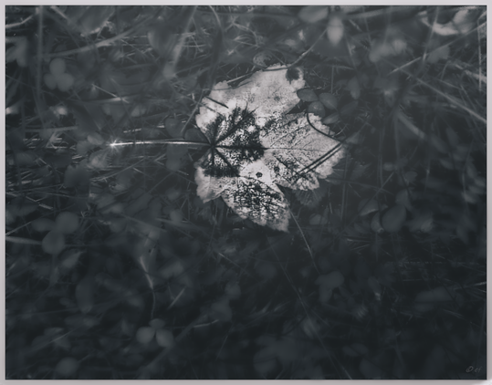 Zwischen Gras & Klee weich eingebettet - Das Ahornblatt