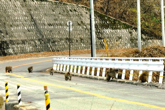 集団で移動するサル。子連れのサルは可愛く思ってしまう……