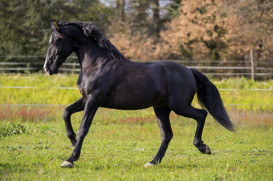 Etalon PRE De Val Castel Chevaux Andalzon Dressage Attelage Spectacle Equitation Loisirs
