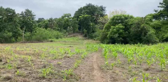 South Sumba land for sale