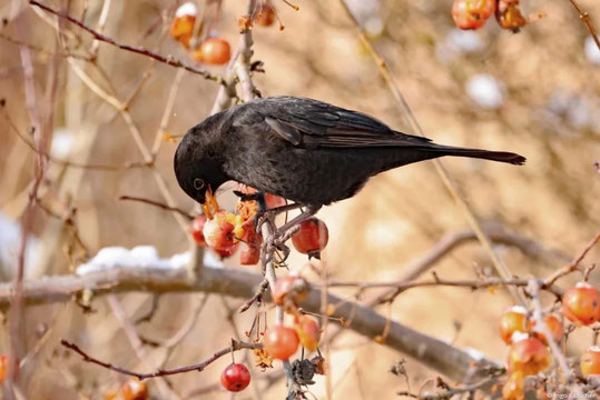 Foto: Amsel mit Beere - Ingo Ritscher