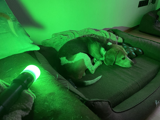 Farblichttherapie bei Beagle Harper mit der Farbe grün, geeignet für Verspannungen