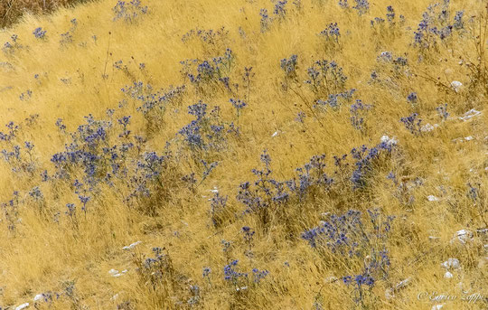 Fioritura di Eryngium ametistinum.