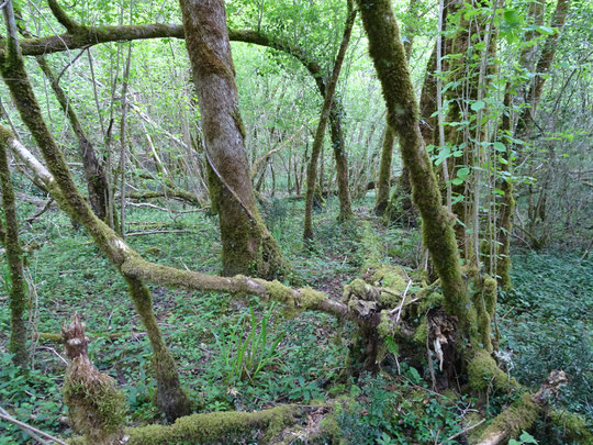 Vieille forêt au Bager d'Oloron, un espace naturel à protéger, c'est ce que s'évertue à faire l'association locale ACCOB