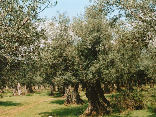  Cabaloria, olivar. Merche. P. Privada.