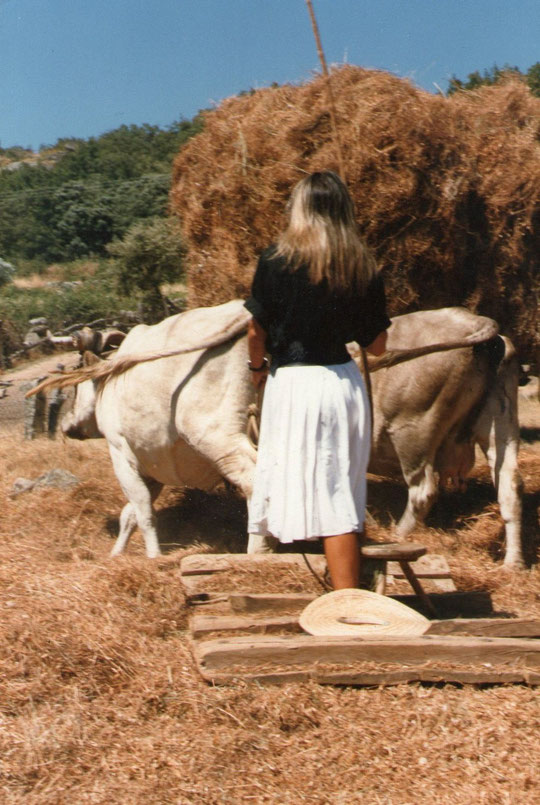  ¡ Vamos vacas girad a la derecha ! Foto de Pedro. P. Privada.