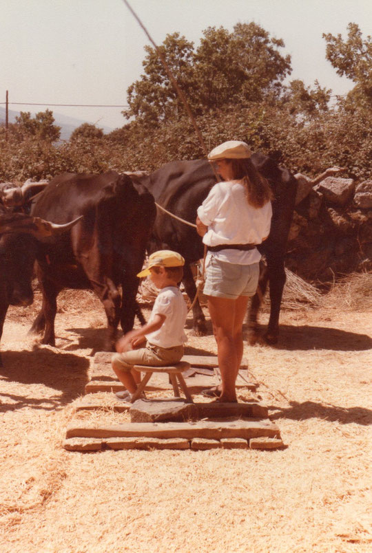 Los ramales que llevamos en las manos, son para dirigir  la yunta de vacas en uno u  otro sentido. F. de Pedro. P. Privada.