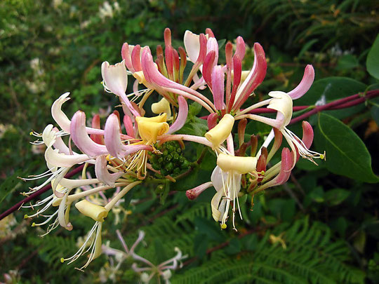 Madreselva, una de mis flores predilectas tiene: aroma delicioso, colorido variado y sus flores son........bonitas, bonitas. Merche. P. P.