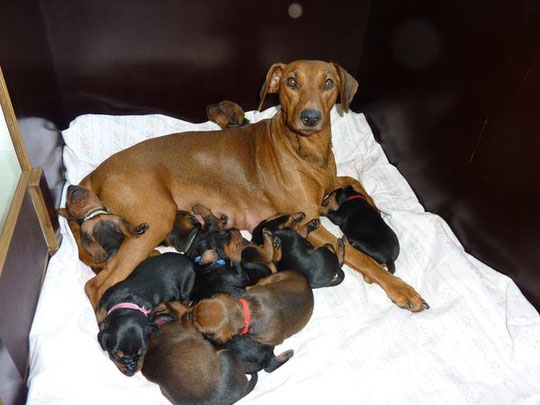 Stolze Mama Onnie mit ihren 2 Wochen alten Welpen, am 13.10.2010